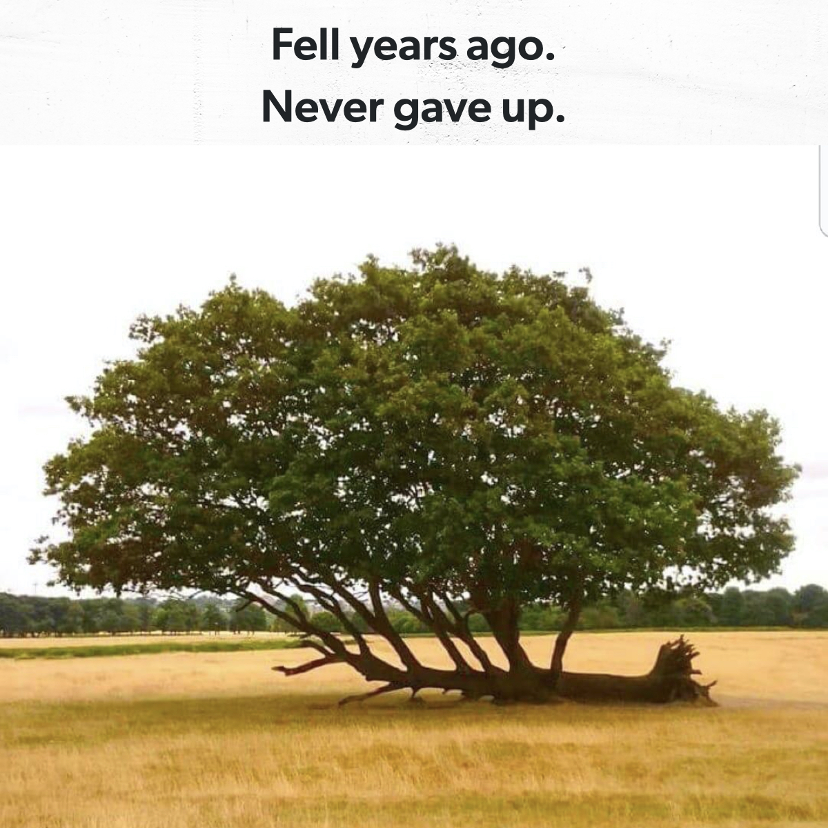 EntreLeadership's tweet photo. Things may be difficult right now. Things may not look how you thought they would. Just keep going. You never know what beautiful thing can grow out of your tribulation. https://t.co/Y7u1pyQg7E