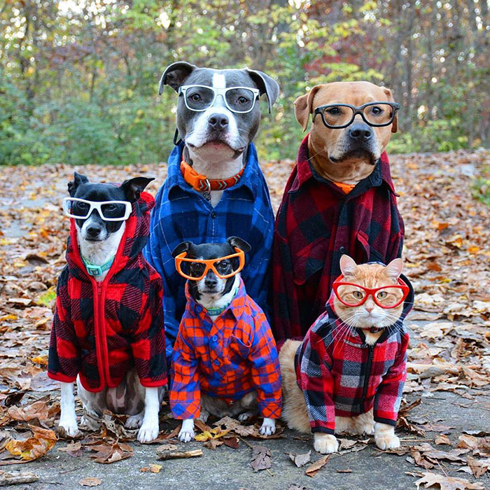 VieNatureSavoir's tweet photo. Mood pose😎🐶🐱😎 https://t.co/DwYLVFPnVi