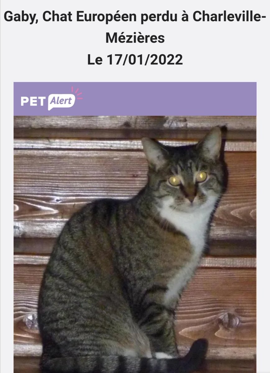 JeanPoilForever's tweet photo. 🚨ENCORE ALERTE CHAT PERDU😿🚨
Saint Julien -CharlevilleMézières (08)
Gabie, que cé la pôtichatte qui a chadopté mes grands zhumains, a disparu😭 Elle a les chossettes blanches ossi, elle est tigrée, fine et craintive 😿 Svp aidez-nous à la rotrouver 😿❤️
https://t.co/K8Q9zRCtCn https://t.co/BYZb429pQo