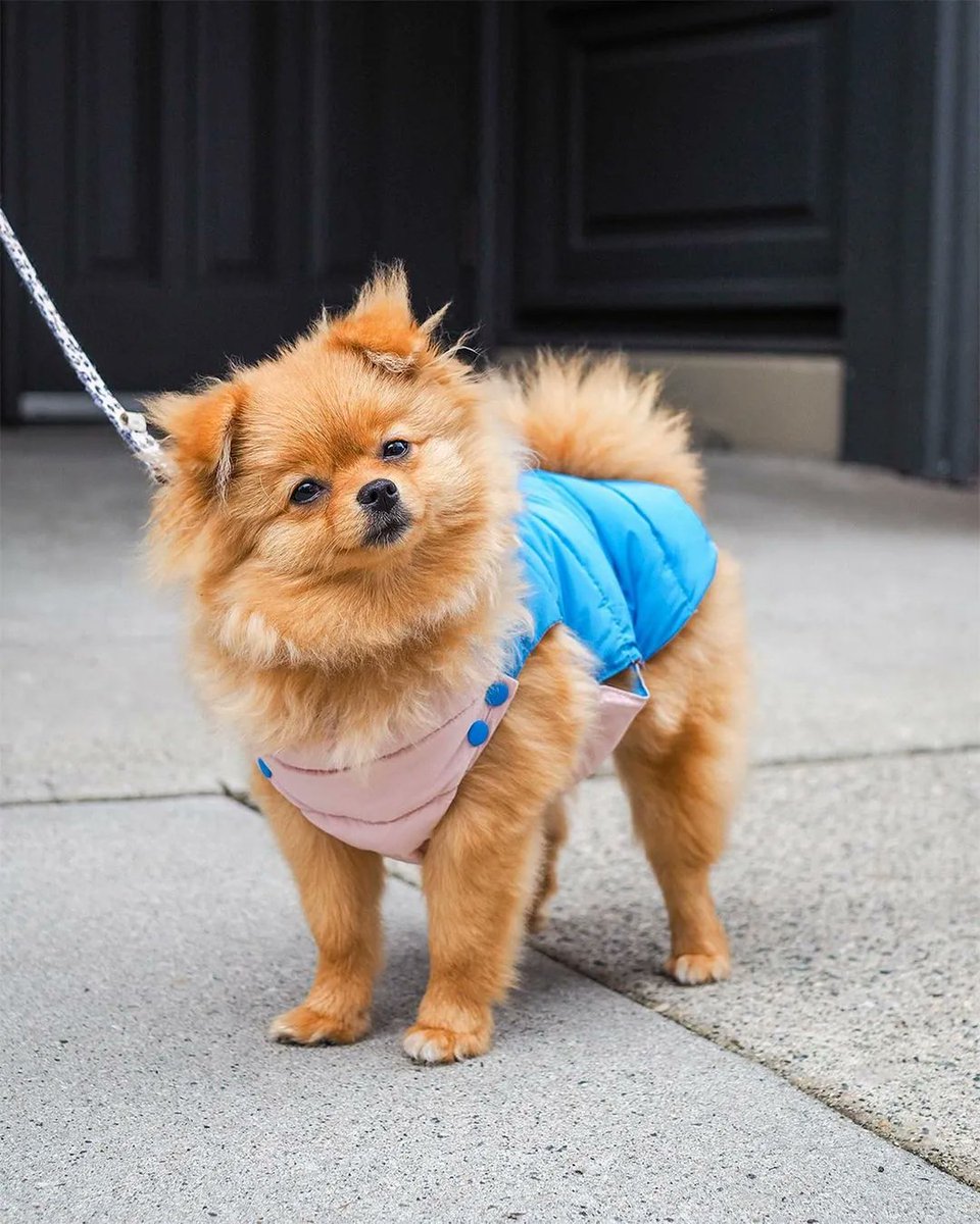 iyaletown's tweet photo. Can't decide on today's mood? Check out @barkingbabies' reversible dog jackets ๐๐ | #ShopLocalOften
Celebrate Yaletown's many local, family-owned businesses, products + goods & services. Stay tuned for more tips for how to shop local and support your community. https://t.co/r4x04VIQpi