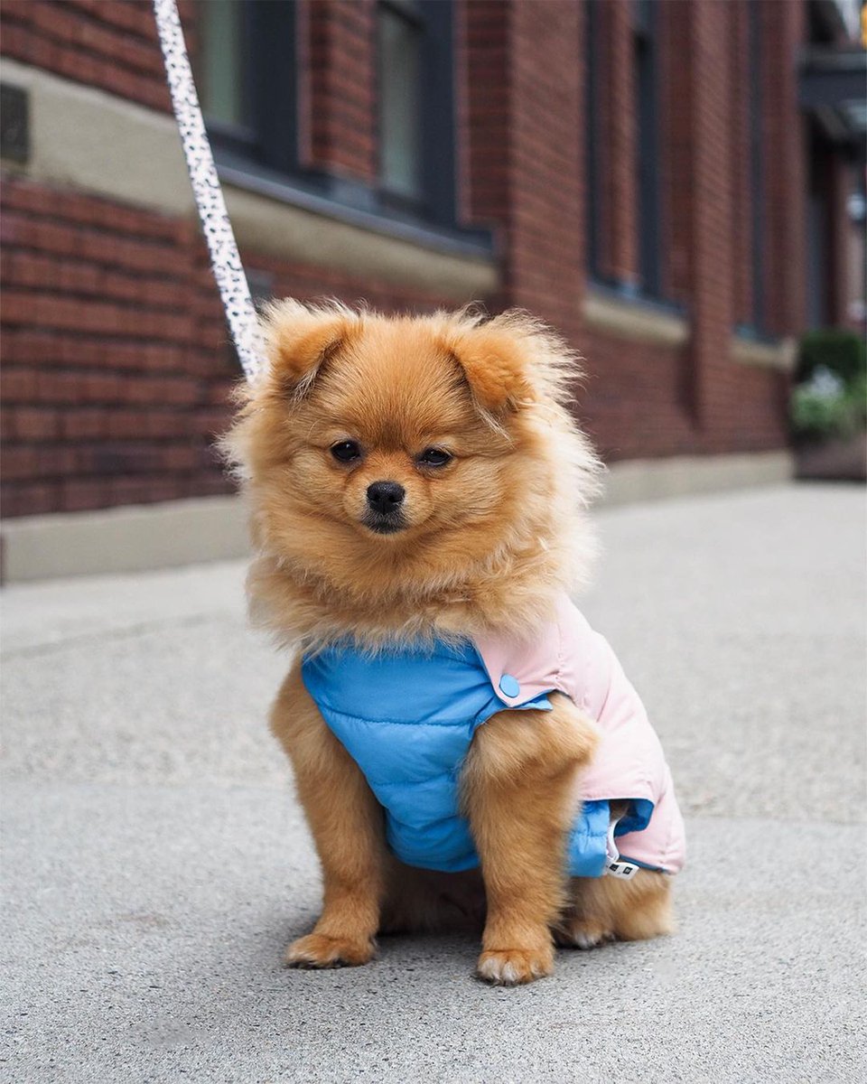 iyaletown's tweet photo. Can't decide on today's mood? Check out @barkingbabies' reversible dog jackets ๐๐ | #ShopLocalOften
Celebrate Yaletown's many local, family-owned businesses, products + goods & services. Stay tuned for more tips for how to shop local and support your community. https://t.co/r4x04VIQpi