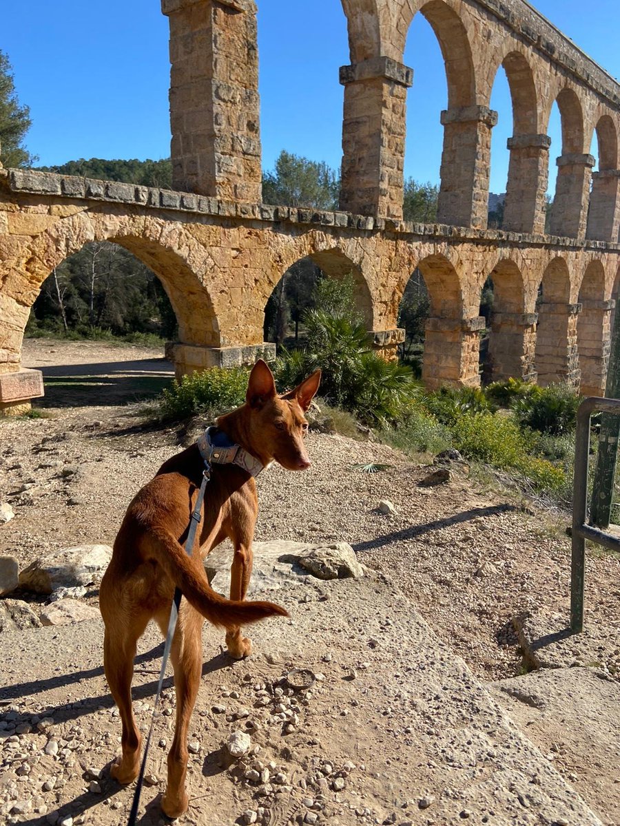 Esta preciosa, llamada Pulga, está en acogida en casa de una amiga en Tarragona, y me dice que es muy buena, tranquila, cariñosa y lista. Ella no puede quedársela porque ya tiene dos perros, y por eso están buscándole casa. ¿Podrían ayudarla con un retwit? Sobre todo españoles
