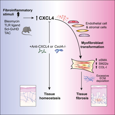 ibidiCells's tweet photo. A recent study by Affandi (@jubillix) et al. in @CellReports suggests a pivotal role of #CXCL4 in #fibrosis development and as a potential target for drug therapy.
Congratulations to the authors!
https://t.co/xuS7vdeV9m https://t.co/lZGqmNvDhv