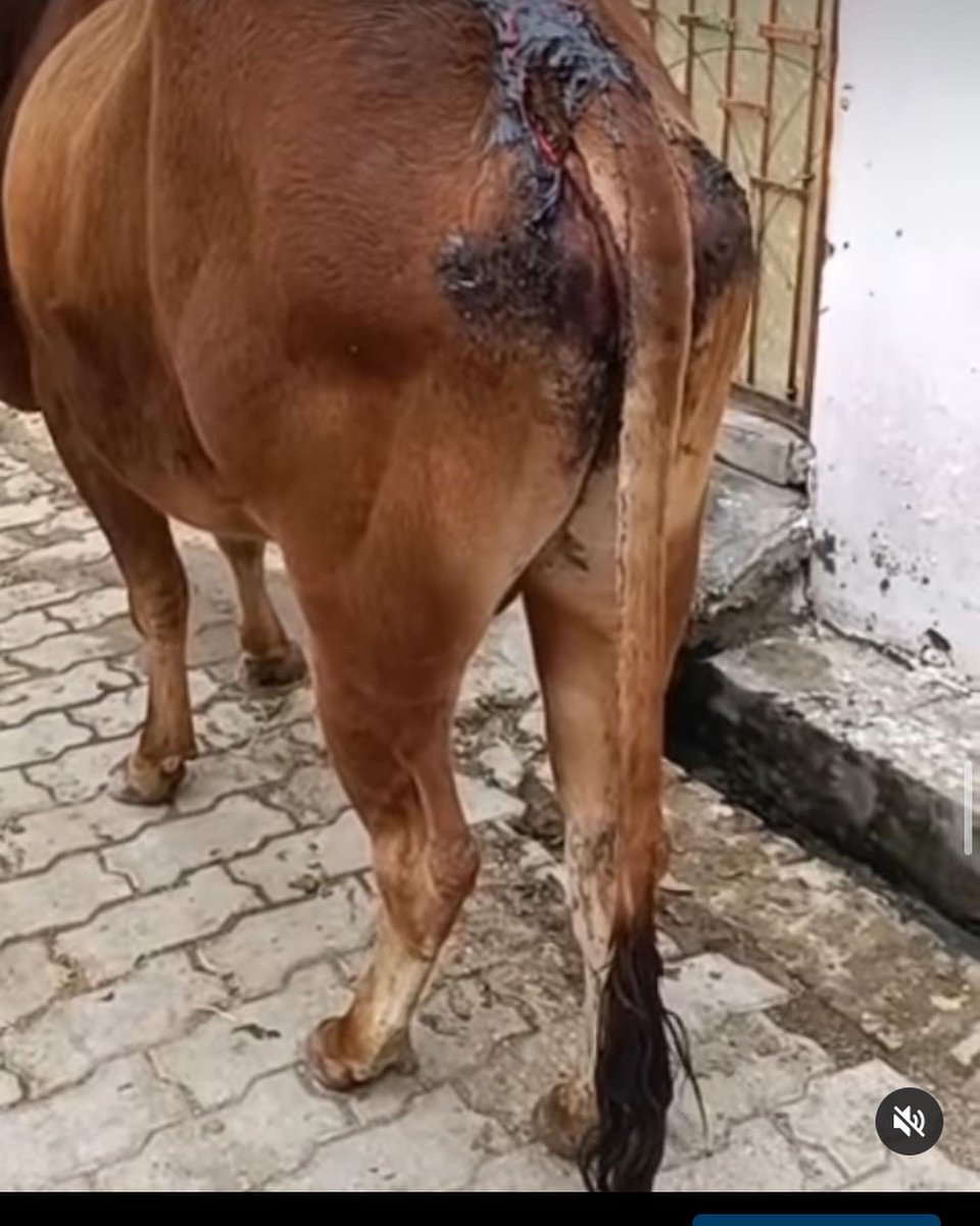 shield_animal's tweet image. Before and after treatment! 

It goes to show our services are needed! This poor cow was in a lot of pain and was extremely uncomfortable, since finding him we have put all efforts into healing the wound! 

Now look at him 😍

Thank you to those who donated 🥰
#animalshield
