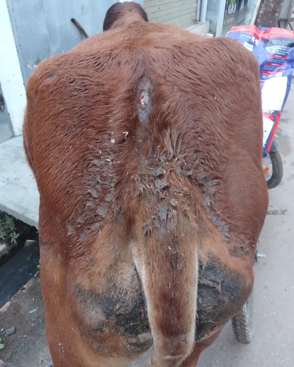 shield_animal's tweet image. Before and after treatment! 

It goes to show our services are needed! This poor cow was in a lot of pain and was extremely uncomfortable, since finding him we have put all efforts into healing the wound! 

Now look at him 😍

Thank you to those who donated 🥰
#animalshield