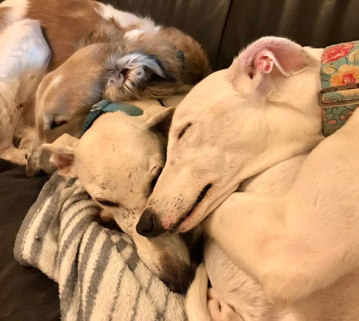 SaveASighthound's tweet photo. Sighthound pile-up at SHUG HQ. Are they in love? Are they cold? Are they just weirdos? 🙄 (Mick and Thor are permanent HQ residents and Gin is reserved.)  #rescuedogs #dogs #Cuddles #snuggle #dogsnuggle #dogcuddle https://t.co/2ZB6vbh4QC