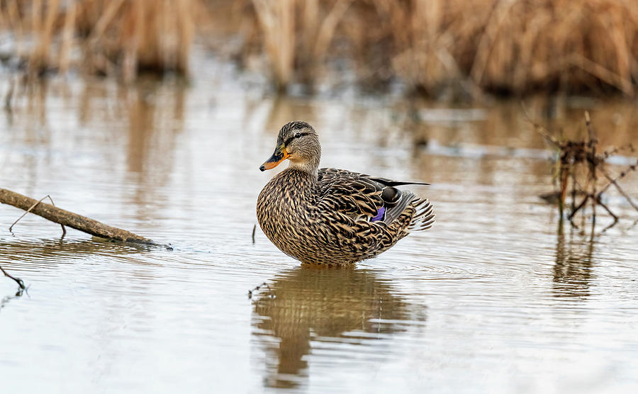 joancarroll's tweet photo. 'Female Mallard! https://t.co/NsekR0As7j #mallard #duck #bird #swimming #reflectons #wildlife @joancarroll https://t.co/RFjEPPgmfM