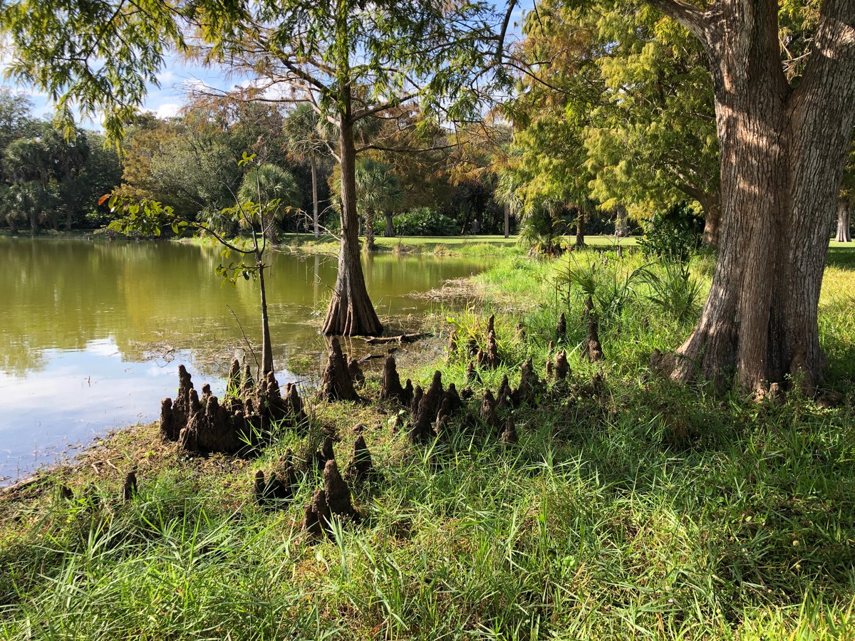 BrowardParks's tweet photo. #FloridaArborDay is this Friday! 
Check out the knees on these Cypress Trees at #EasterlinPark. Plant or hug a tree to celebrate. 🌴🌴🌴🌳🌳🌳
#UrbanForest #CityTrees @BrowardParks https://t.co/SzEqs8j9xm