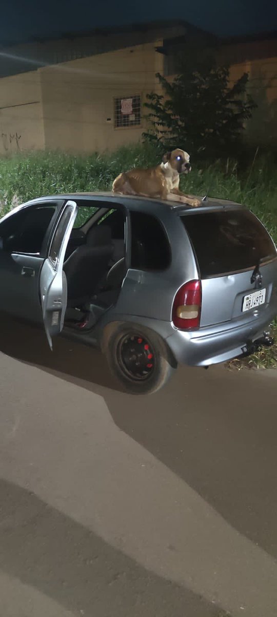 vitor_mangino's tweet photo. Acharam meu carro com um cachorro de rua cuidando dele, não deixava ngm encostar no carro, É claro que eu não ia deixar ele lá. Adotei !! e lhes apresento o meu novo melhor amigo Heineken. https://t.co/O01d1OsQ9x