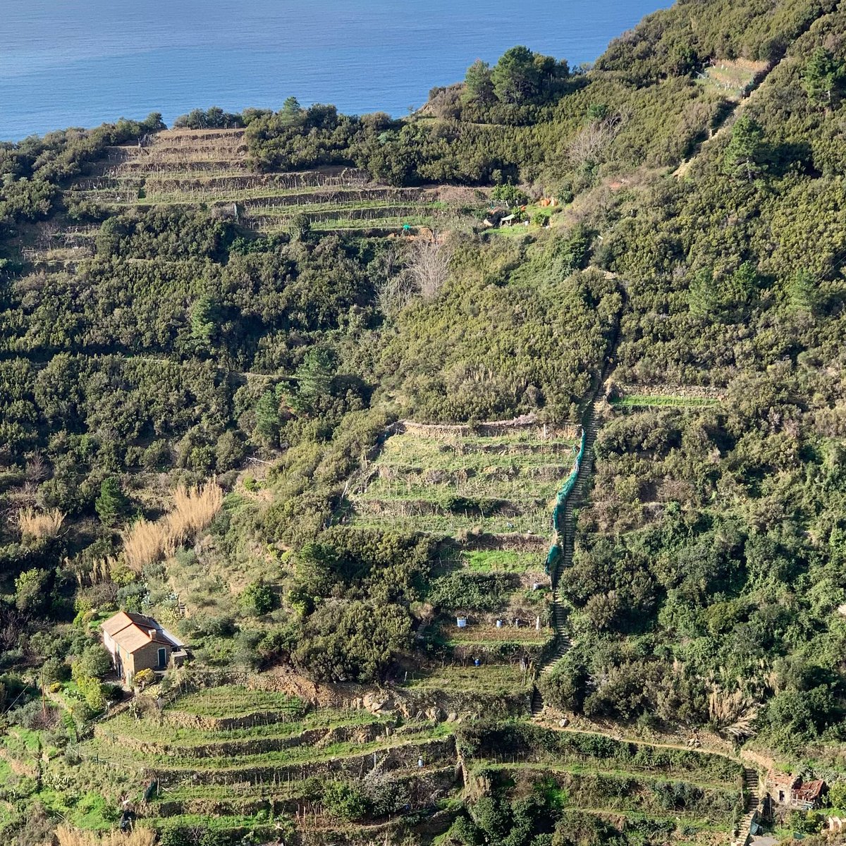 sciacchetrail's tweet photo. How’s your stair training coming along? 

#beccara #stairs #sciacchetrail #cinqueterre #ultratrail #trailrunning https://t.co/nt9HVhSsrr