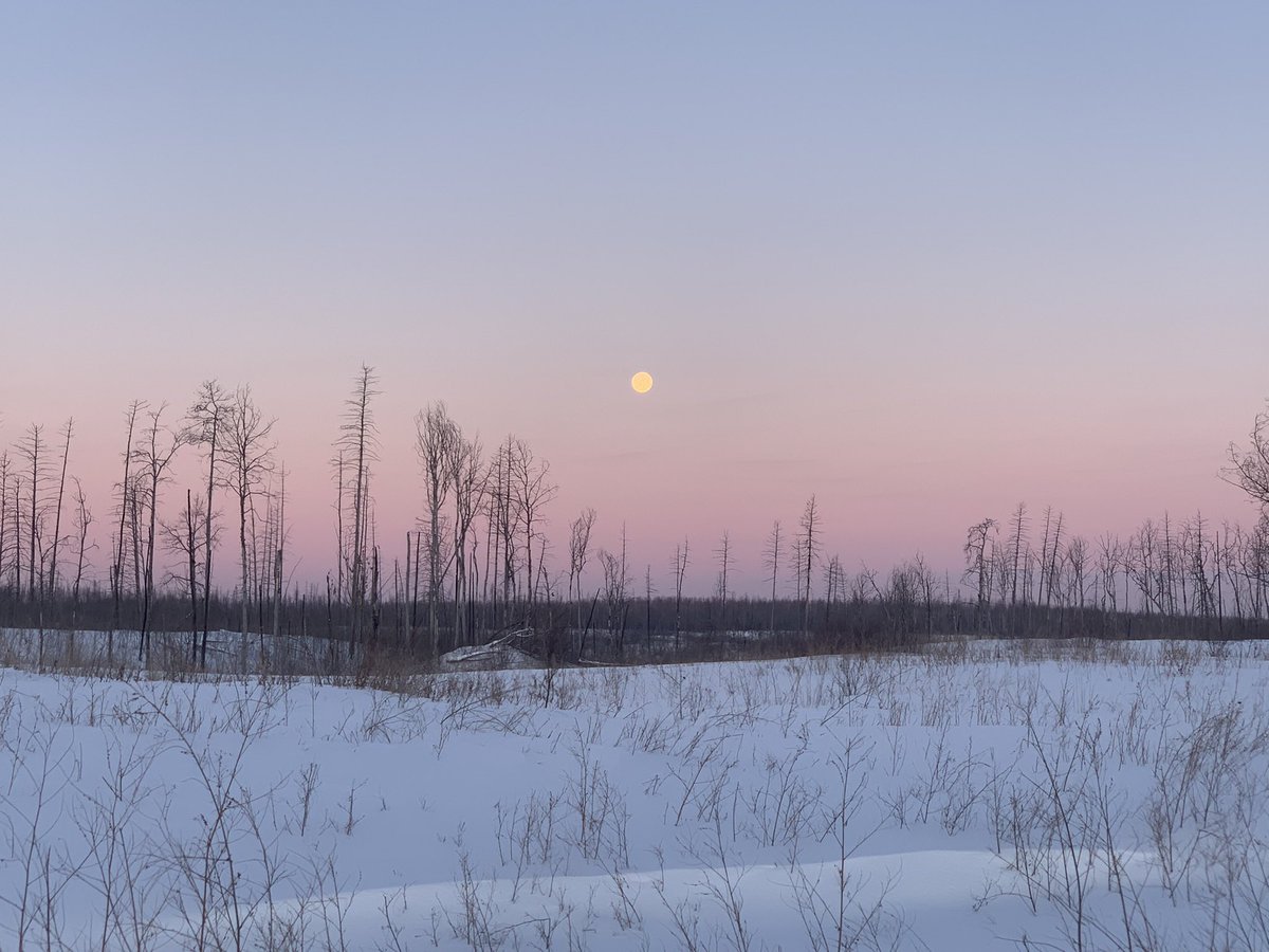 Melanie Walsh tweet media