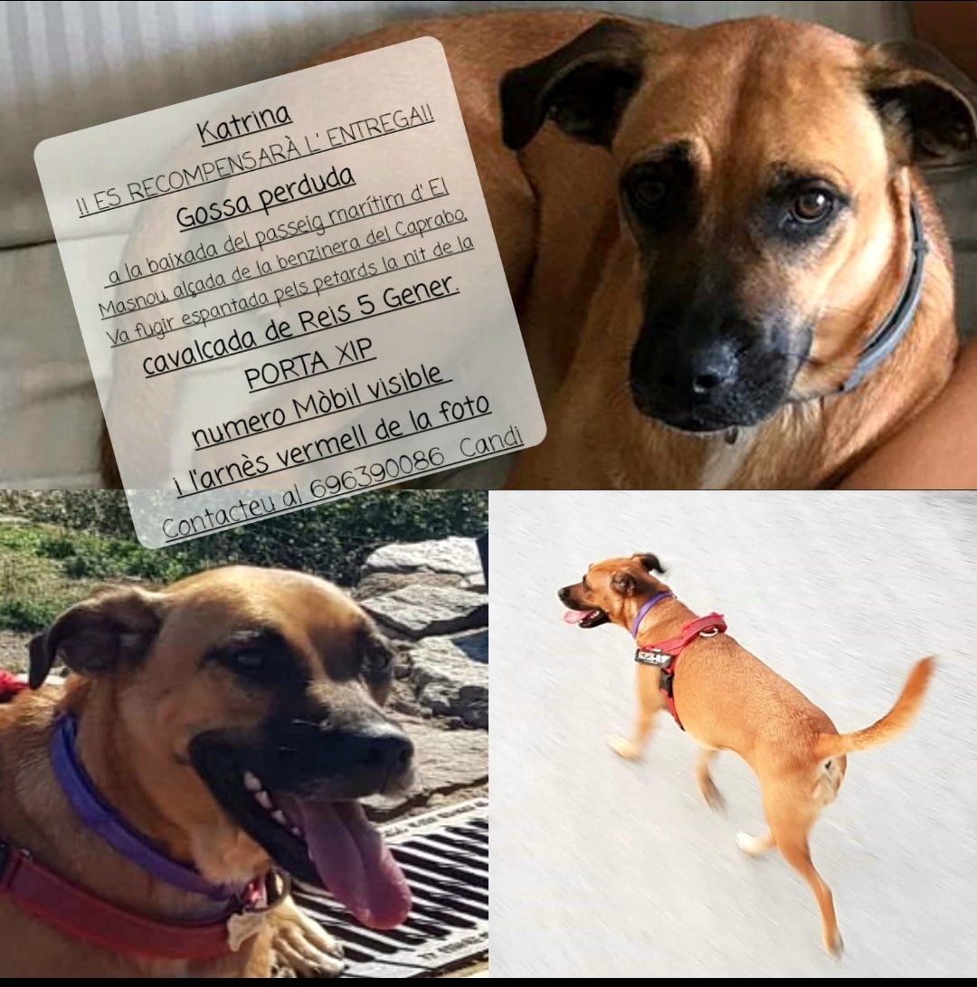 Una amiga ha perdut la seva gossa Katrina al #Masnou. Si podeu ajudar, us ho agrairà. 
☎️Candi 696390086
 Twitter fes el miracle!!