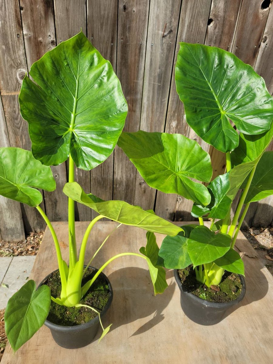 ConcreteChefs's tweet photo. Excited to share the latest addition to my #etsy shop: #Giant #Alocasia Borneo 4 Ft Tall Live #Plant. #FREE SHIPPING! #concretechefsgarden #concrete #chef #garden #etsyseller #shopsmall #houseplant #liveplant #indoorplant #elephantear #bulbs https://t.co/u1xs6IOucQ https://t.co/h7lsMHl2a2