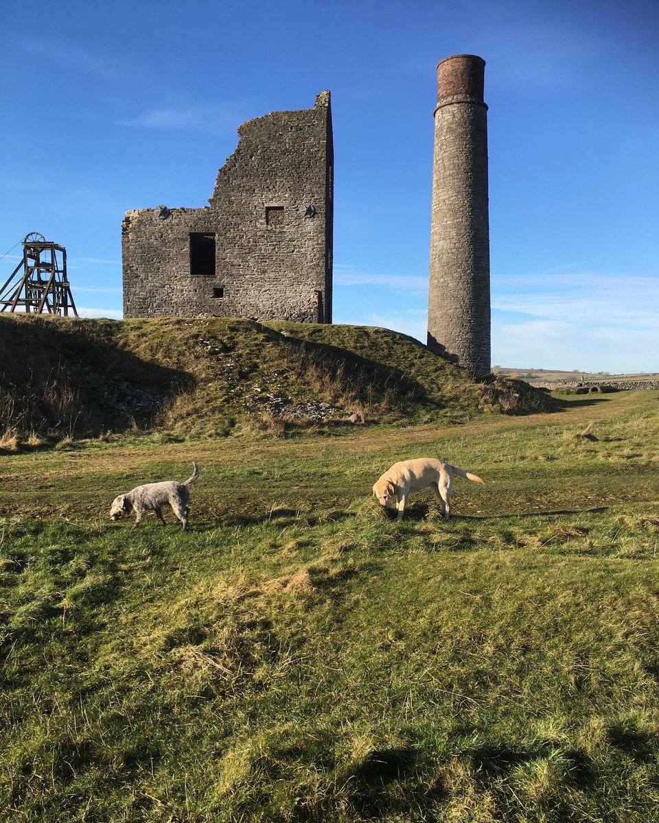 PeakWags&Woofs tweet media