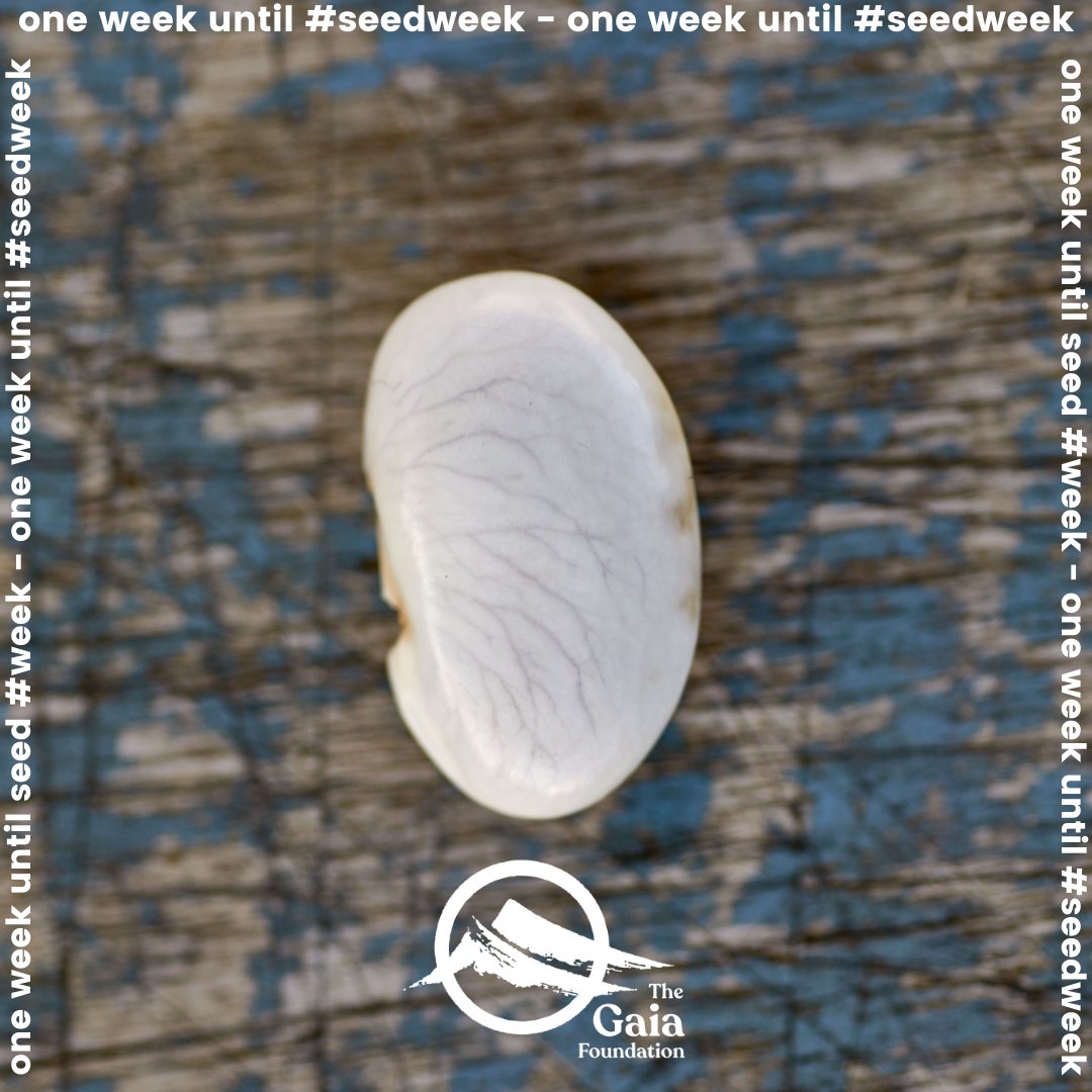 One week until #SeedWeek!

From 24-28th Feb, join us to celebrate the #seeds that feed us.

We'll be launching a new film, new seed sovereignty merch and giving you all an insight into the amazing work <a href="/SeedSov/">SeedSovereigntyUkIreland</a>
 is doing around the #UK and #Ireland.

STAY TUNED.
