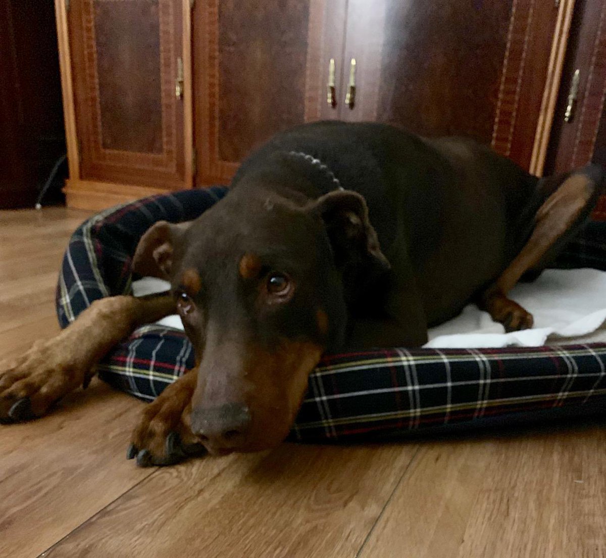 Jack Uranga 🦬 tweet media