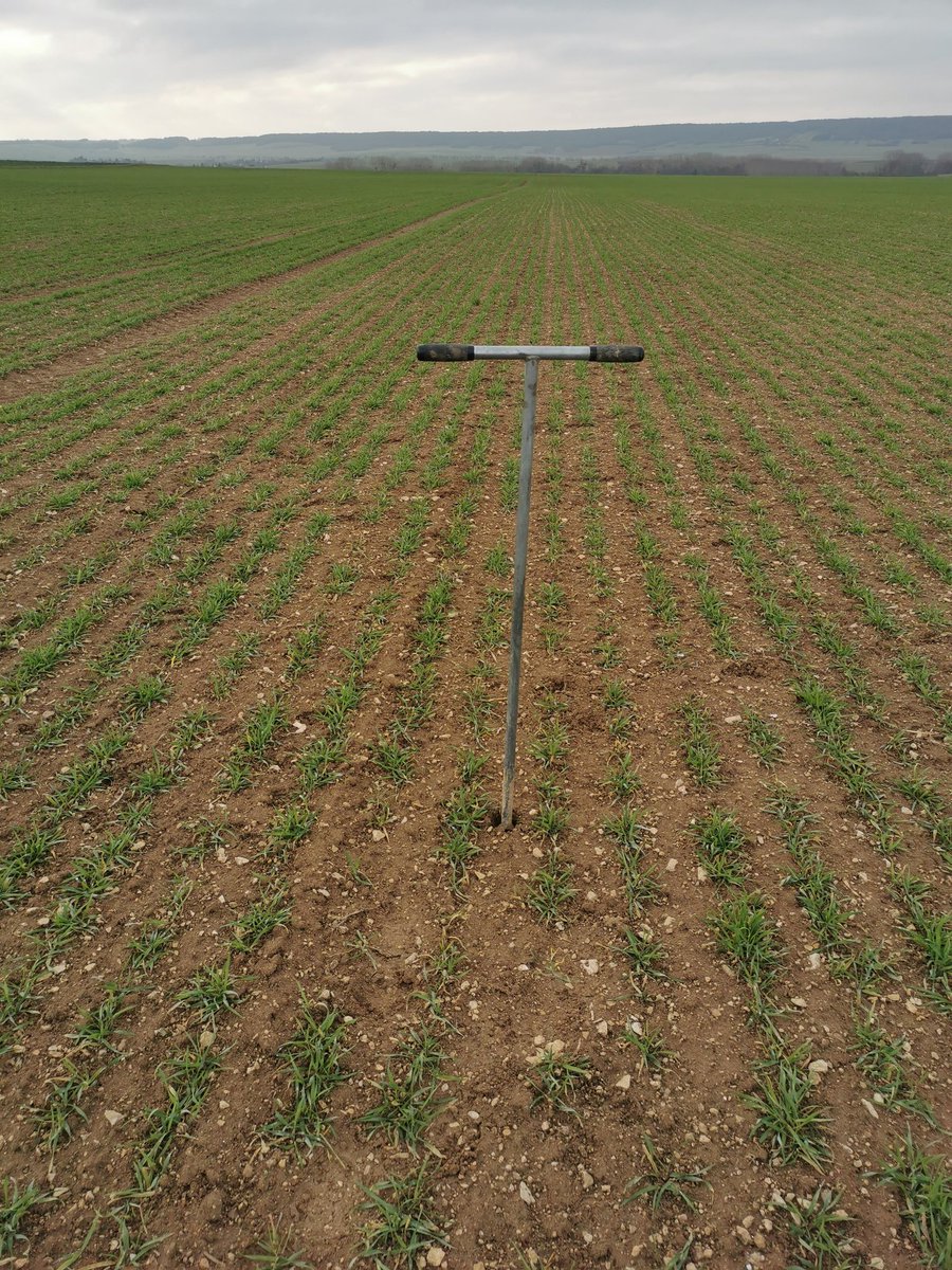 Journée prélèvement pour analyse reliquat azote et peser biomasse colza pour ajuster la fertilisation sur avec le prix de l'azote