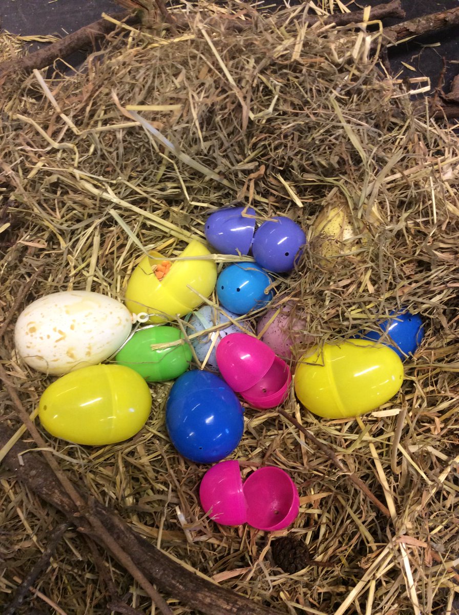penryn_YR's tweet photo. The eggs are hatching!!! 👏👏👏 https://t.co/0kWJGDBY92