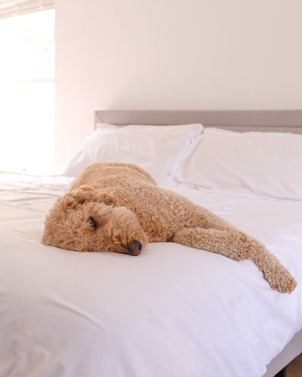 MellanniLinens's tweet photo. A happy life is made out of comfy bed and long naps! 🌤️ Good thing our microfiber sheets are perfect for both warm and cold season. 

📸 @guitarandlace https://t.co/AMJVPXjnEC