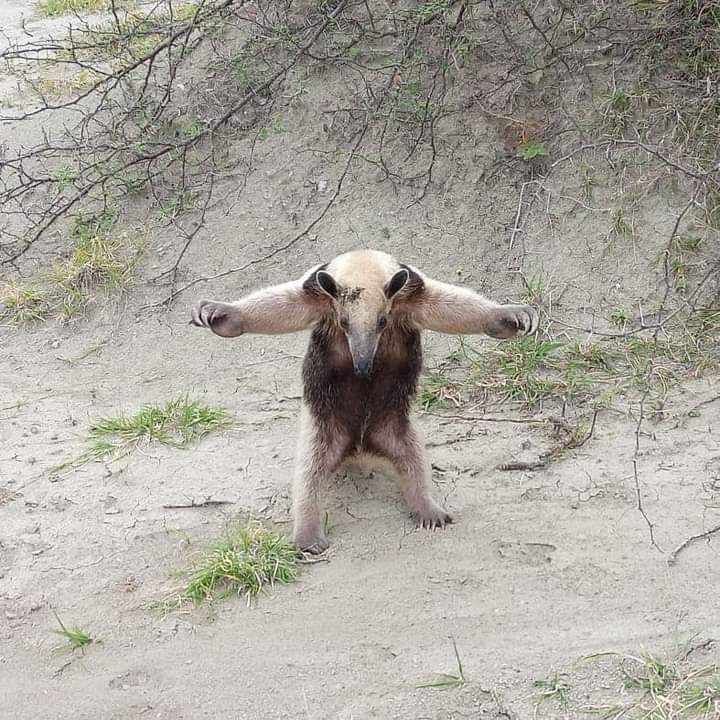 NeiivaNoticias's tweet photo. #Huila Oso hormiguero fue encontrado en el Desierto de la Tatacoa, municipio de Villavieja.
 
Esto evidencia la riqueza de fauna y flora de nuestro departamento del Huila. https://t.co/tpzpJ7Lj34