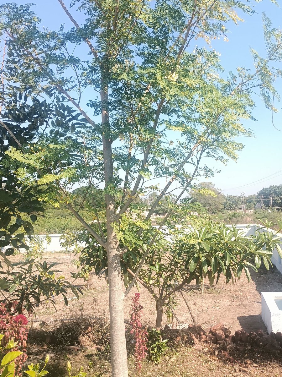 <a href="/CDHO_Dwarka/">CDHO Devbhumi Dwarka</a> 

 ભાણવડના વેરાડ આરોગ્ય કેન્દ્રના પુષ્પો અને વૃક્ષો જે મનને શાંતિ આપે છે ...