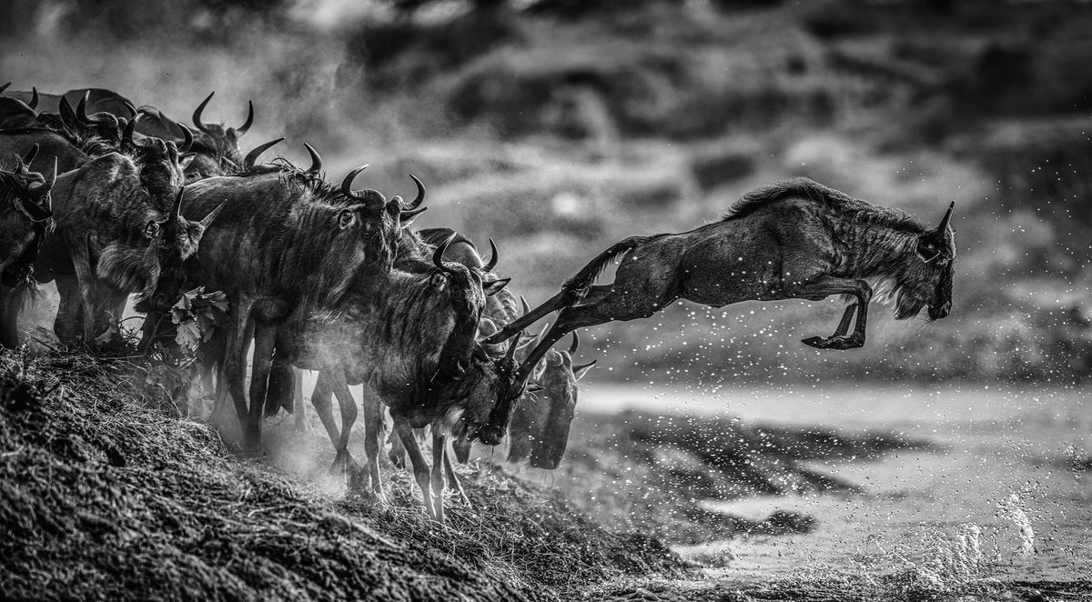 Follow The Leader The annual migration in East Africa is a challenge to photograph in a manner that does justice to its enormity, but in this image, there is a semblance of order to what is normally the most chaotic scene imaginable.