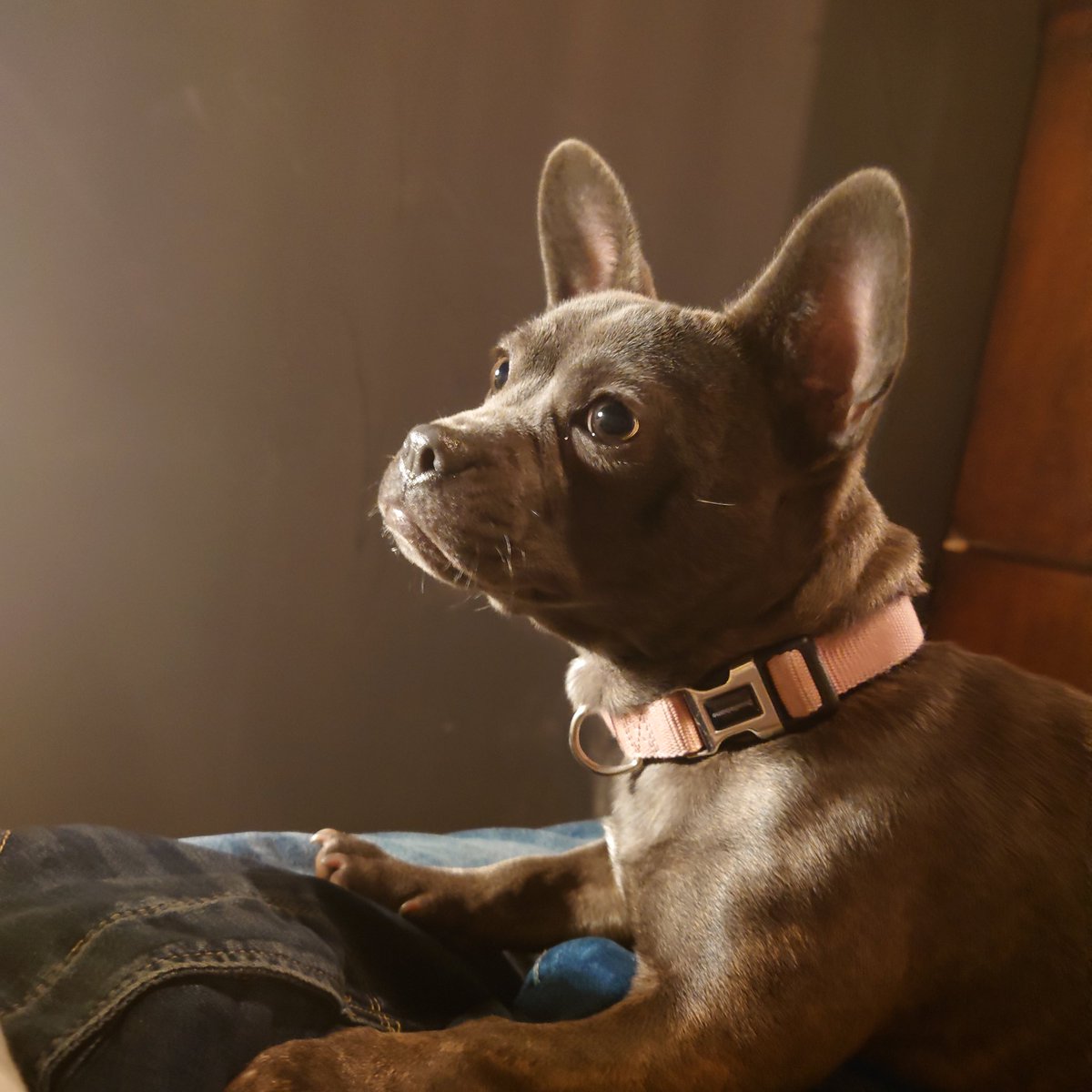 Nelly..the fun club president here at the Nook wants to wish you all a merry Tuesday 

#dog #workdog #devon #officedog
#coworking #offices #workspace