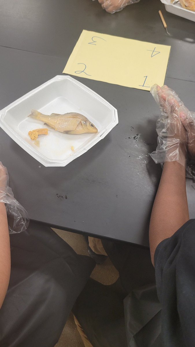 MizLock4's tweet image. Fish and Wildlife @walkerm26 @clague_courtney #fishdissection #7thgrade
#TLMS #gatorsriseup