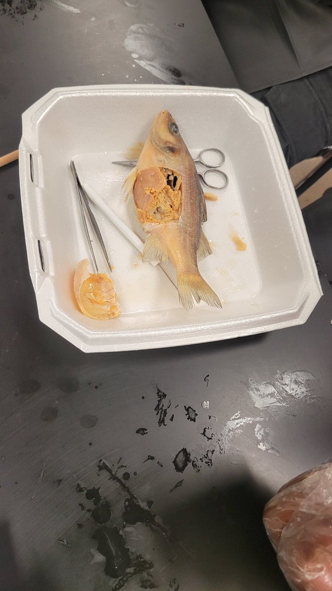 MizLock4's tweet image. Fish and Wildlife @walkerm26 @clague_courtney #fishdissection #7thgrade
#TLMS #gatorsriseup