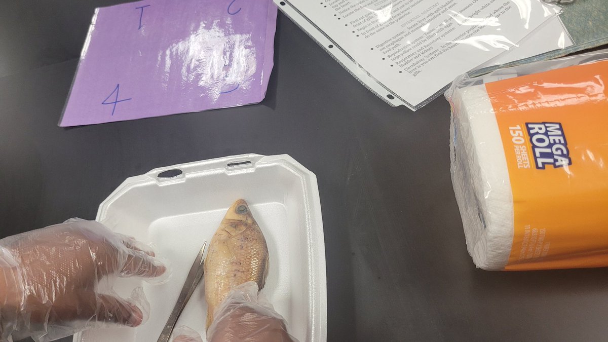 MizLock4's tweet image. Fish and Wildlife @walkerm26 @clague_courtney #fishdissection #7thgrade
#TLMS #gatorsriseup
