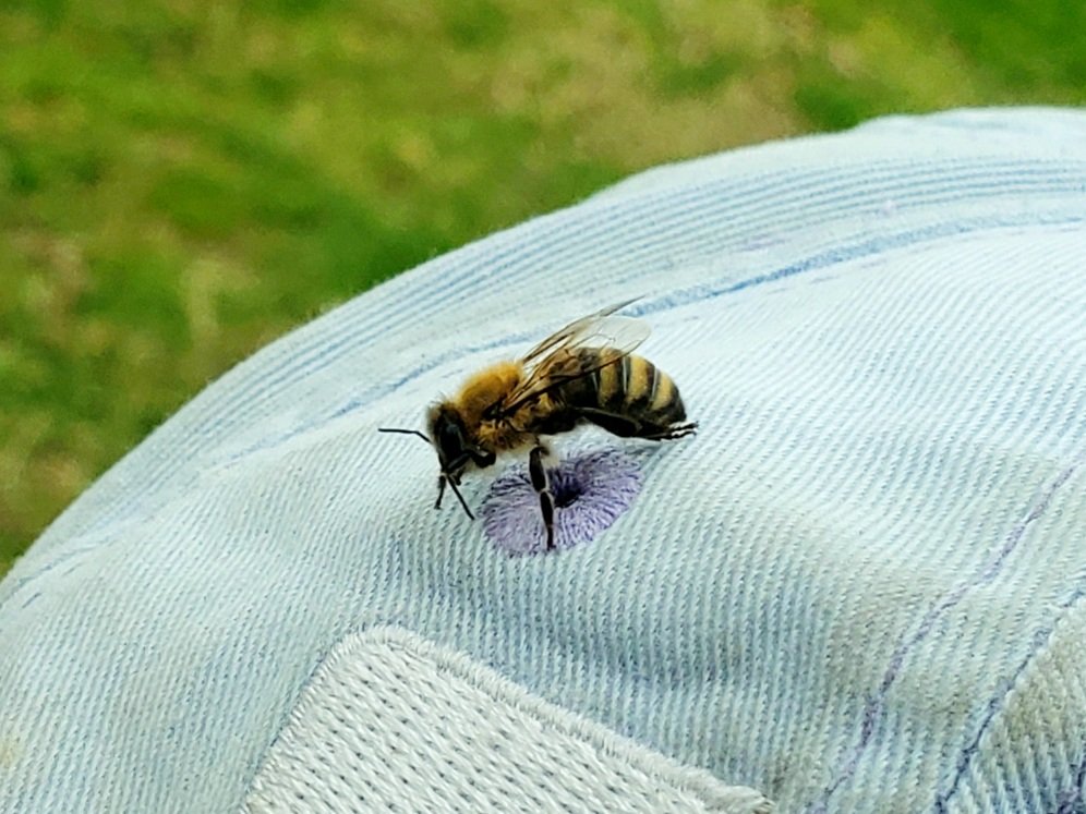 A couple shots I got on January 16th, 2022.

This little guy landed on my Grandfather's hat while in Angels Camp, California.

#Bee #Nature #Photography #Photographer #NaturePhotography #Wildlife #AngelsCamp #California #GoldCountry #CalaverasCounty #HoneyBee