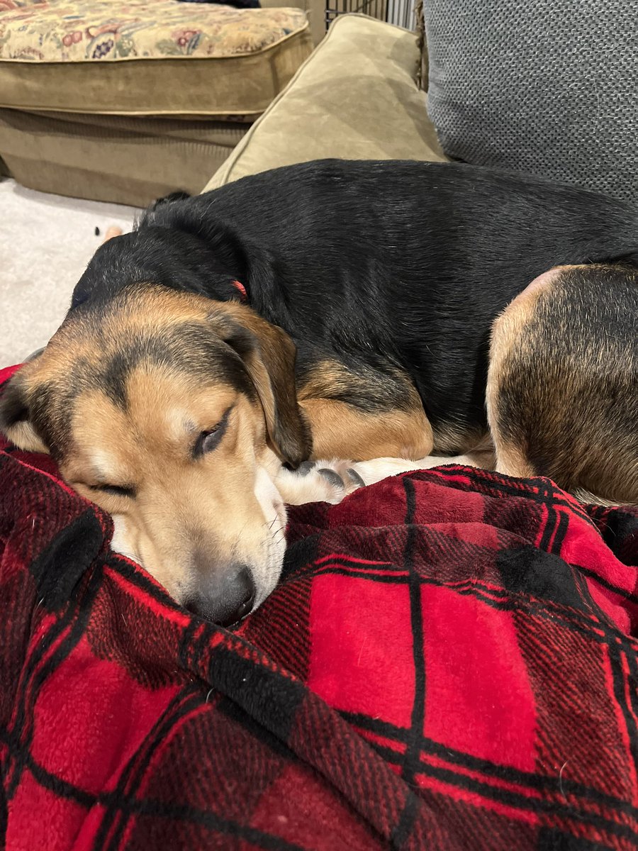 dthomp1509's tweet photo. Update: we got a puppy not even a full  month after the wedding and he’s the cutest https://t.co/D6Up1evXf9