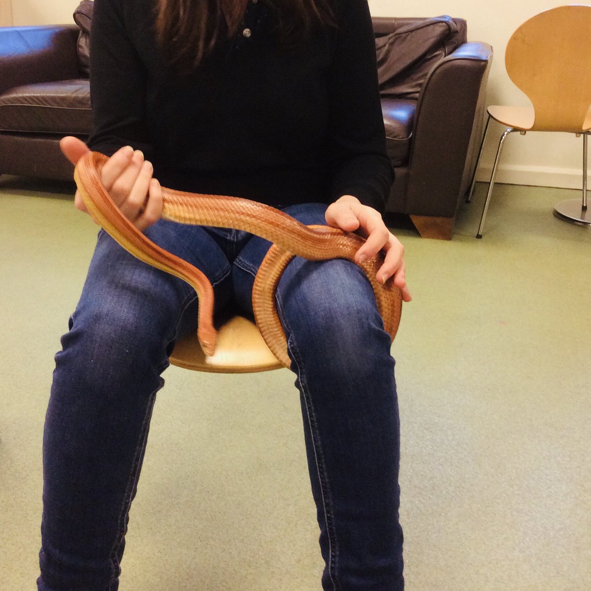 BroughamStreet's tweet photo. Thank you very much to Danielle Fox (Head of Department - Animal Studies, @cravencollege ) who brought some special, reptilian friends to visit nursery school today to support our project ‘Is there such a thing as a Gruffalo’? It was amazing! https://t.co/N2hEcD3ltI