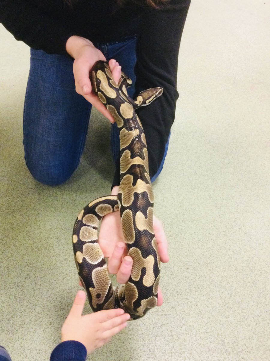 Thank you very much to Danielle Fox (Head of Department - Animal Studies, <a href="/cravencollege/">Craven College</a> ) who brought some special, reptilian friends to visit nursery school today to support our project ‘Is there such a thing as a Gruffalo’? It was amazing!