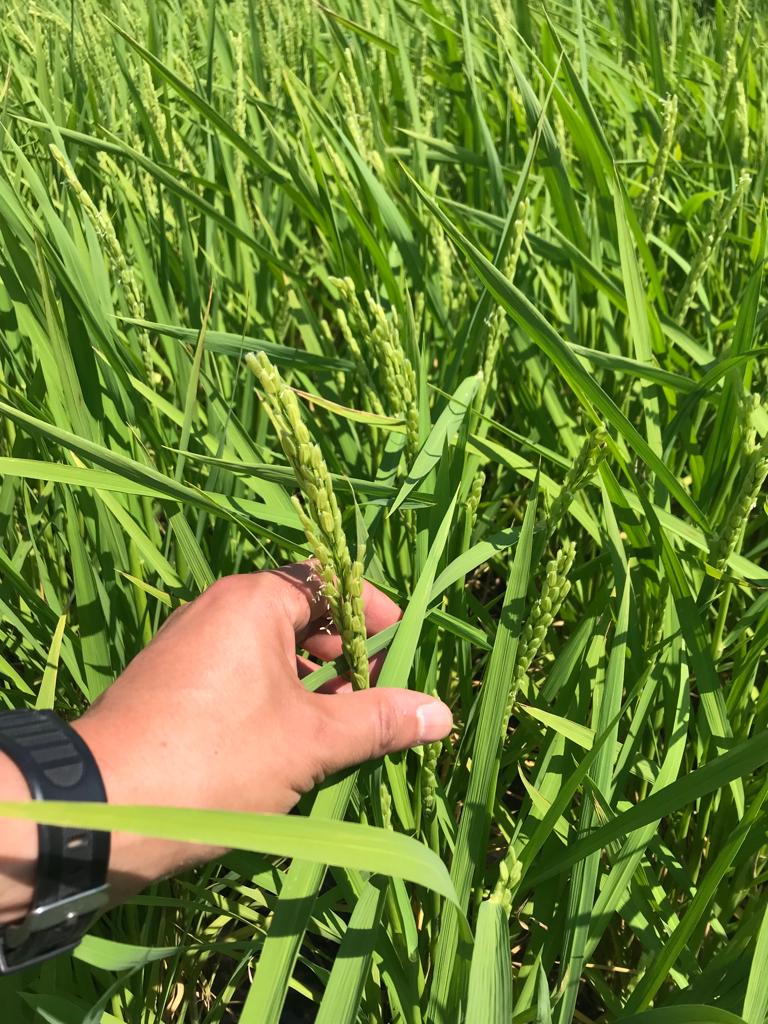 Agroshop33's tweet photo. Optimice su producción con fertilizantes foliares.

Contamos con una amplia gama de productos, adaptándose a cada situación en el momento indicado.

Consulte con nuestros técnicos. https://t.co/gND4Sz0ucd