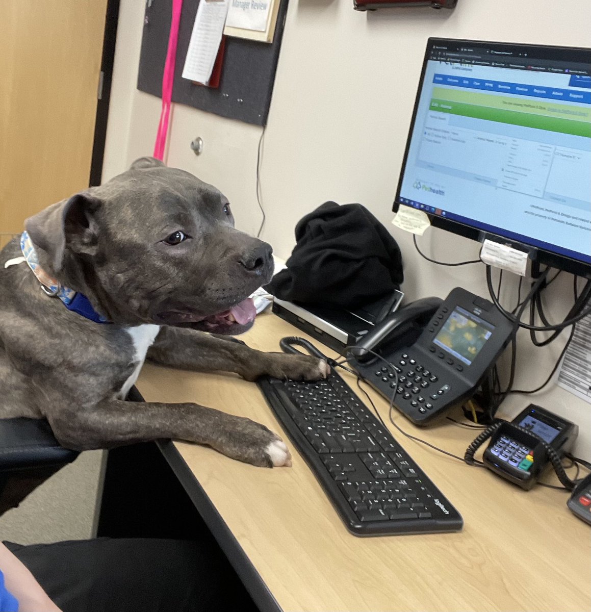 cthumane's tweet photo. Chiliβs hard at work. Should he get promoted? https://t.co/qLNc2nNwNM
#AdoptMe #WorkHardNapHard #ProbabyJustOrderingToys #CThumane https://t.co/25eJ2i4feA