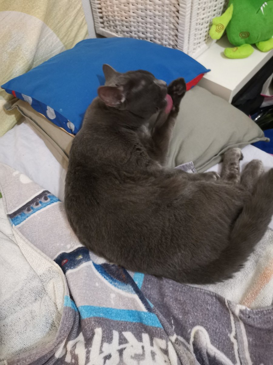 dream201813's tweet photo. My cat https://t.co/IAQ8NHmFxG