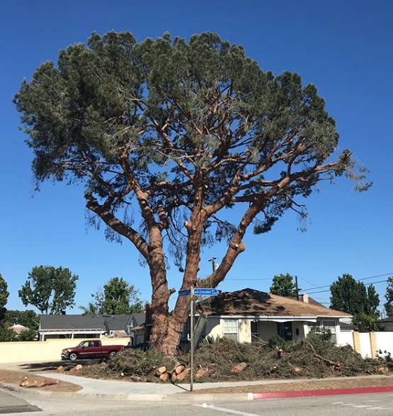 #Didyouknow? Trees can conserve energy when placed strategically around properties. This reduces utility bills and helps the environment! #trees #landscape #backyard #outdoor