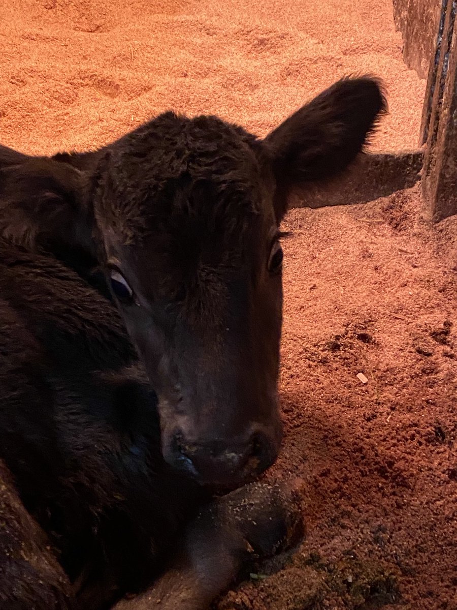 ar_i_'s tweet image. Σ('◉⌓◉’)‼️