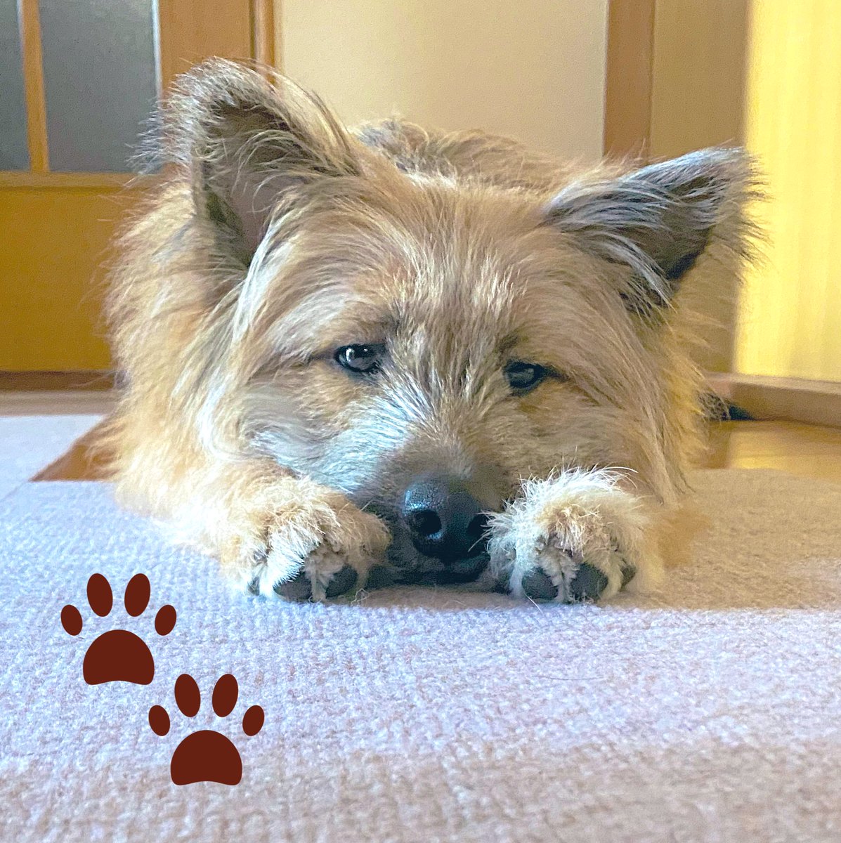 #わんこ #愛犬 #犬のいる生活