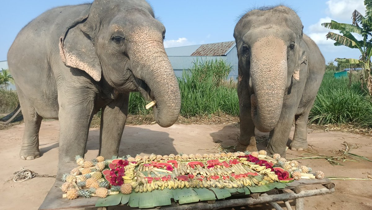 lily24446's tweet photo. Thank you for your donation! Our elephants are stuffed with food and love from you guys. We, Thai jobless elephants, are so happy to be a part of your celebration of love. 
🎉Happy 3rd anniversary! #MewGulf https://t.co/o5DKqNnpEj
