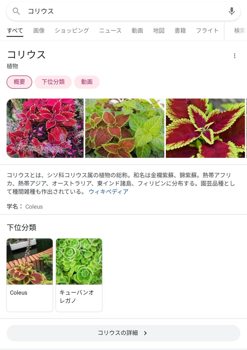 ぴよょ Rt Goha Nikki コリウスはこの観葉植物か お店で時々見る シソ科らしくシソと同じ葉の付き方だ 単体で見ると色がサイケデリック ミラクルニキ T Co X10nqyntxc Twitter ぴよょ Rt Goha Nikki コリウスはこの観葉植物か お店で時々見る シソ科らしくシソと同じ葉の付き方だ 単体で見ると色がサイケデリック ミラクルニキ T Co X10nqyntxc Twitter