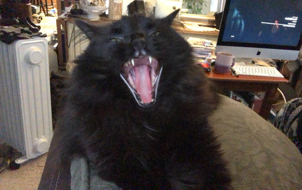 HolistkWellness's tweet photo. onyx says hi

also that if you’re a fan of dischord electronics and “grooving like a baggy” you’ll probably like what i’m going to release on Friday https://t.co/8MhtF7jxZn
