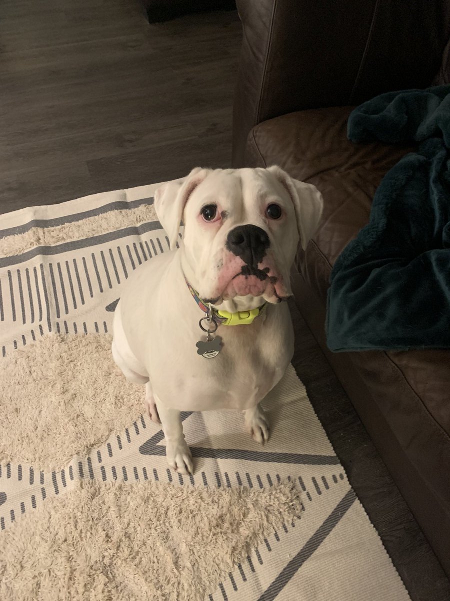 regandruce's tweet photo. New rug featuring Birdie. It’s because of her I had to look for a new one at a low price 🙃 https://t.co/XbIzULSUxr