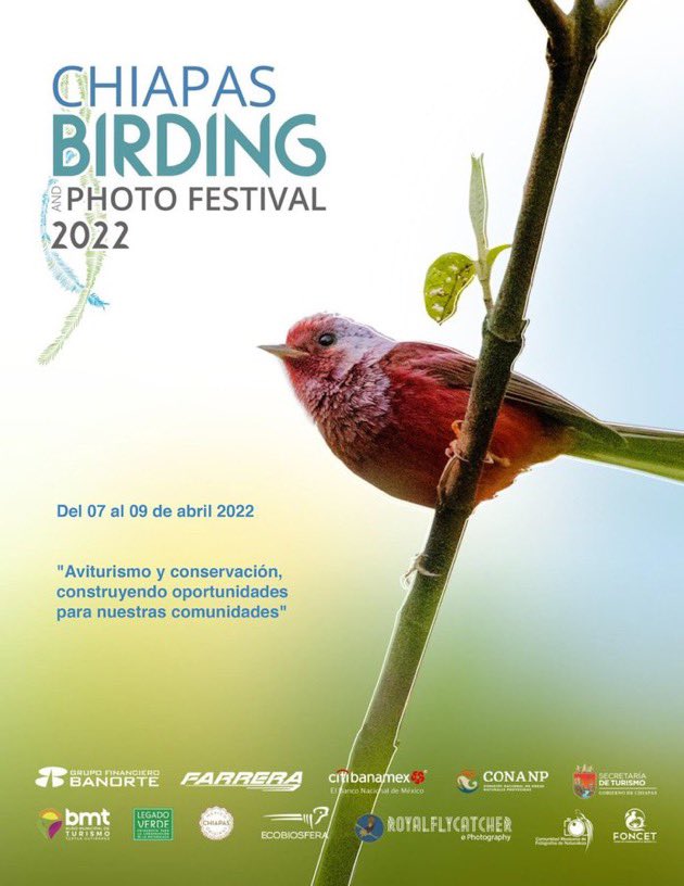 🦜La observación de aves forma parte del segmento de “Turismo de Naturaleza”, gracias a la biodiversidad y riquezas naturales que ofrece el estado de #Chiapas,  es uno de los destinos favoritos para los viajeros.💚

📸 No te pierdas el “Chiapas Birding &amp; Photo Festival” 2022