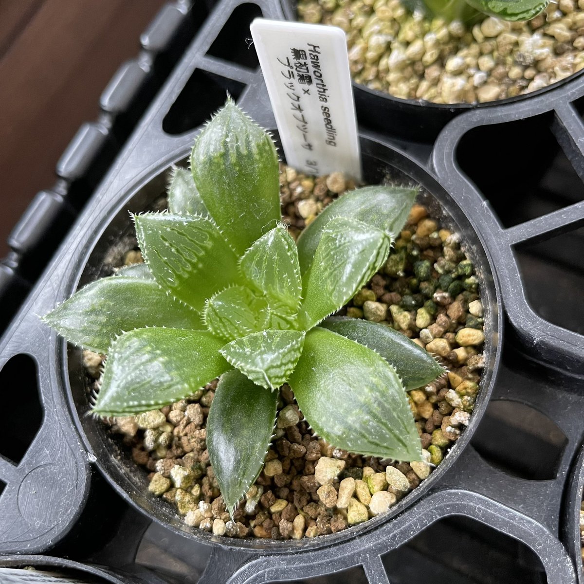 ≧∇≦）多肉植物 ハオルチア ブラックオブツーサ錦×OB-1 実生苗