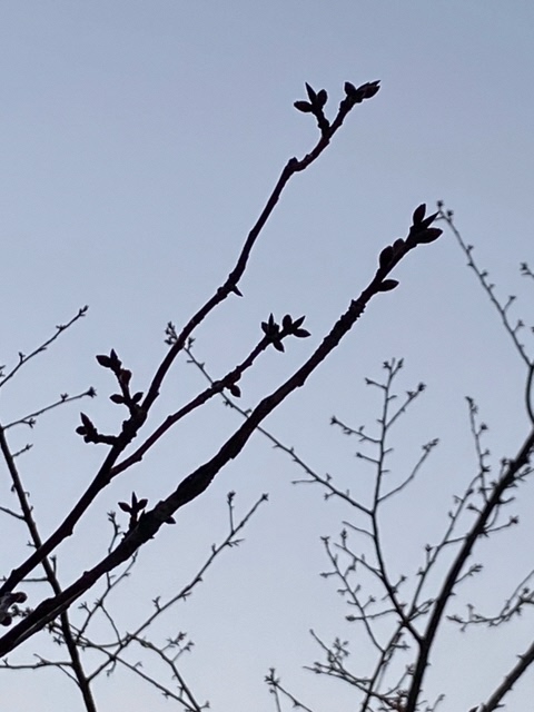 もうすぐ春ですね Twitter Search Twitter もうすぐ春ですね Twitter Search Twitter