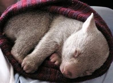 LostWombats's tweet photo. Australia Day.
Awesome a Public Holiday.
How are you celebrating today?
🌳🐾🇨🇰🐾🍺🐾🏄🌞🐾🇨🇰🐾🌳
#Wombat #AustraliaDay #AustraliaDay2022 #BEER #BBQ #Mates #Friends #Snags #PublicHoliday #Sleep #Lockdown #SunSurfSand #VB #Tooheys #Sickie https://t.co/wq79ybpLG0