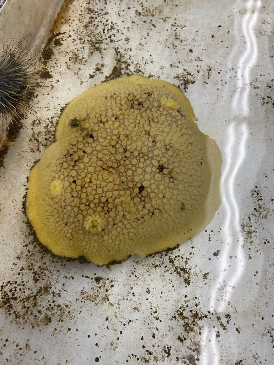OceanExplauren's tweet photo. The journey of our new office pet: Jorge the Sea Lemon https://t.co/ZGR2ItUjme