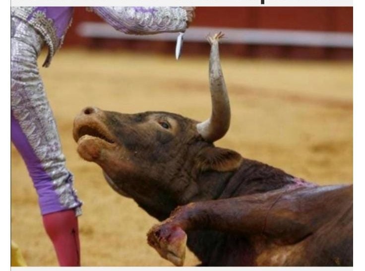 Que alguien me explique dónde está la cultura, dónde está el arte, cuál es la tradición que <a href="/FreddyBernal/">Freddy Bernal</a> menciona... Yo solo veo violencia
#VenezuelaSinCorridasDeToros